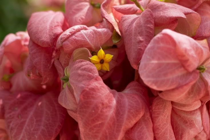 pinkby165.jpg