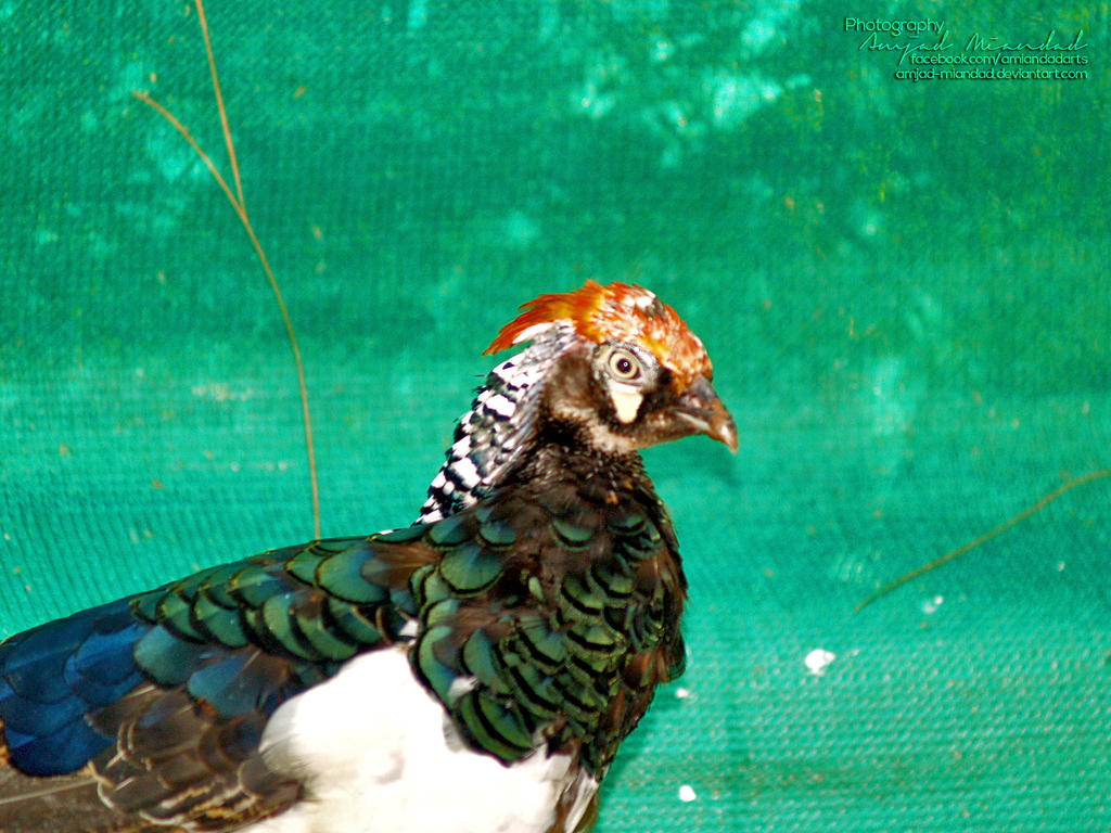 colorul_pheasant_by_amjad_miandad-d6ik0m9.jpg