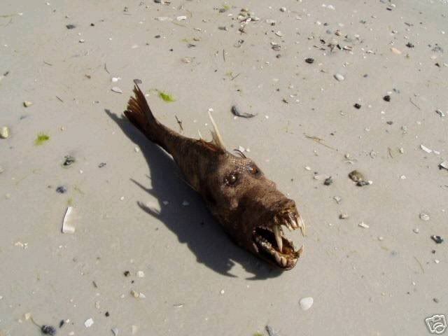 devil_fish_003.jpg
