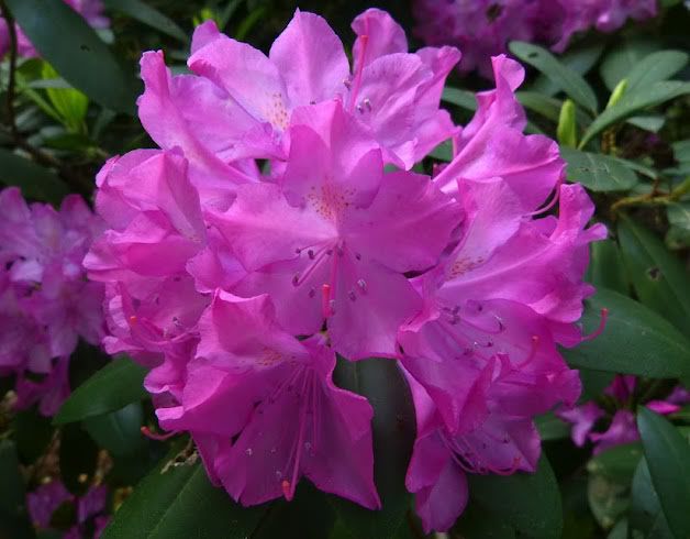 Pinkby110.jpg
