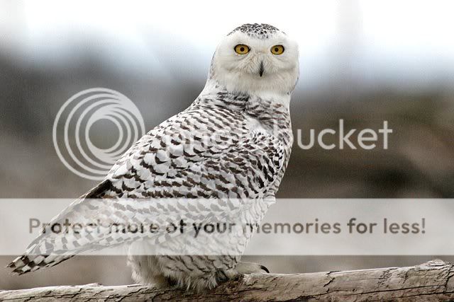 BeautifulSnowOwl.jpg
