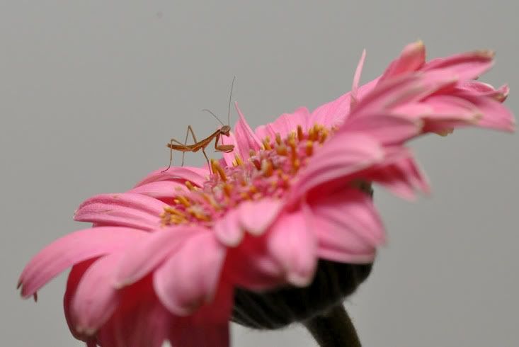 pinkby440.jpg