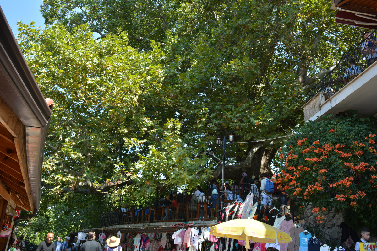 DSC-5099.jpg