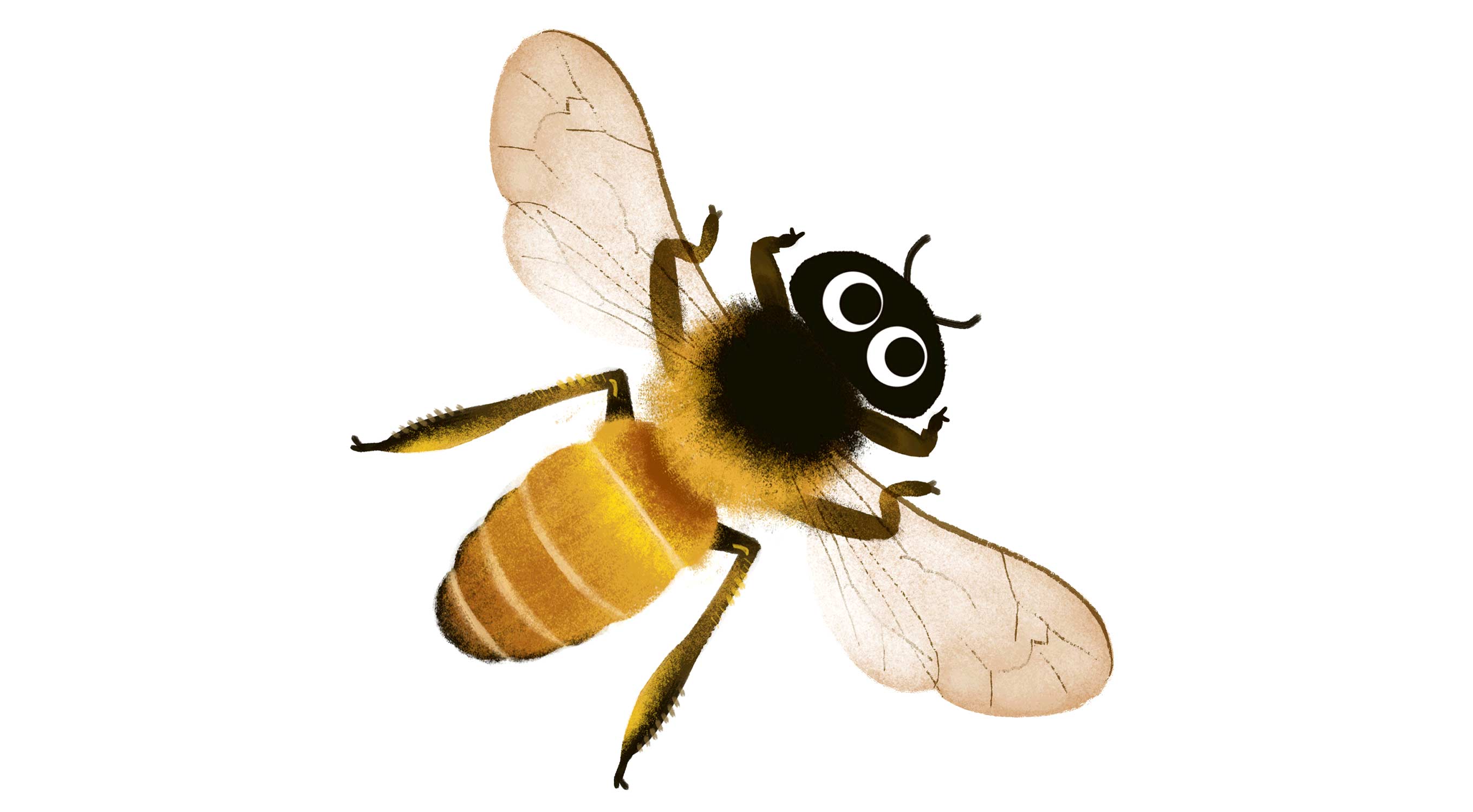 honey-bee.jpg