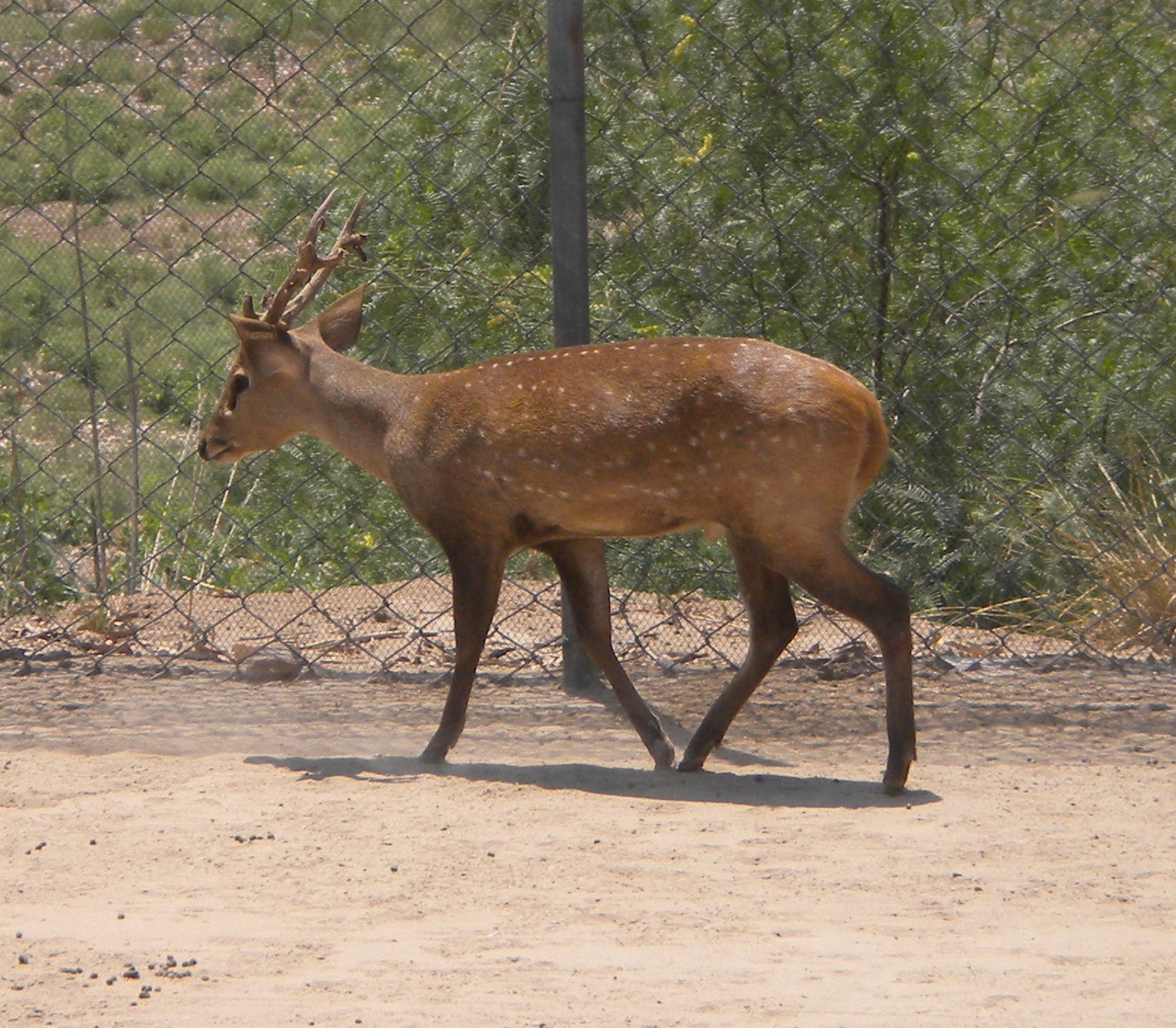 Hog_Deer_in_Punjab_Pakistan.jpg