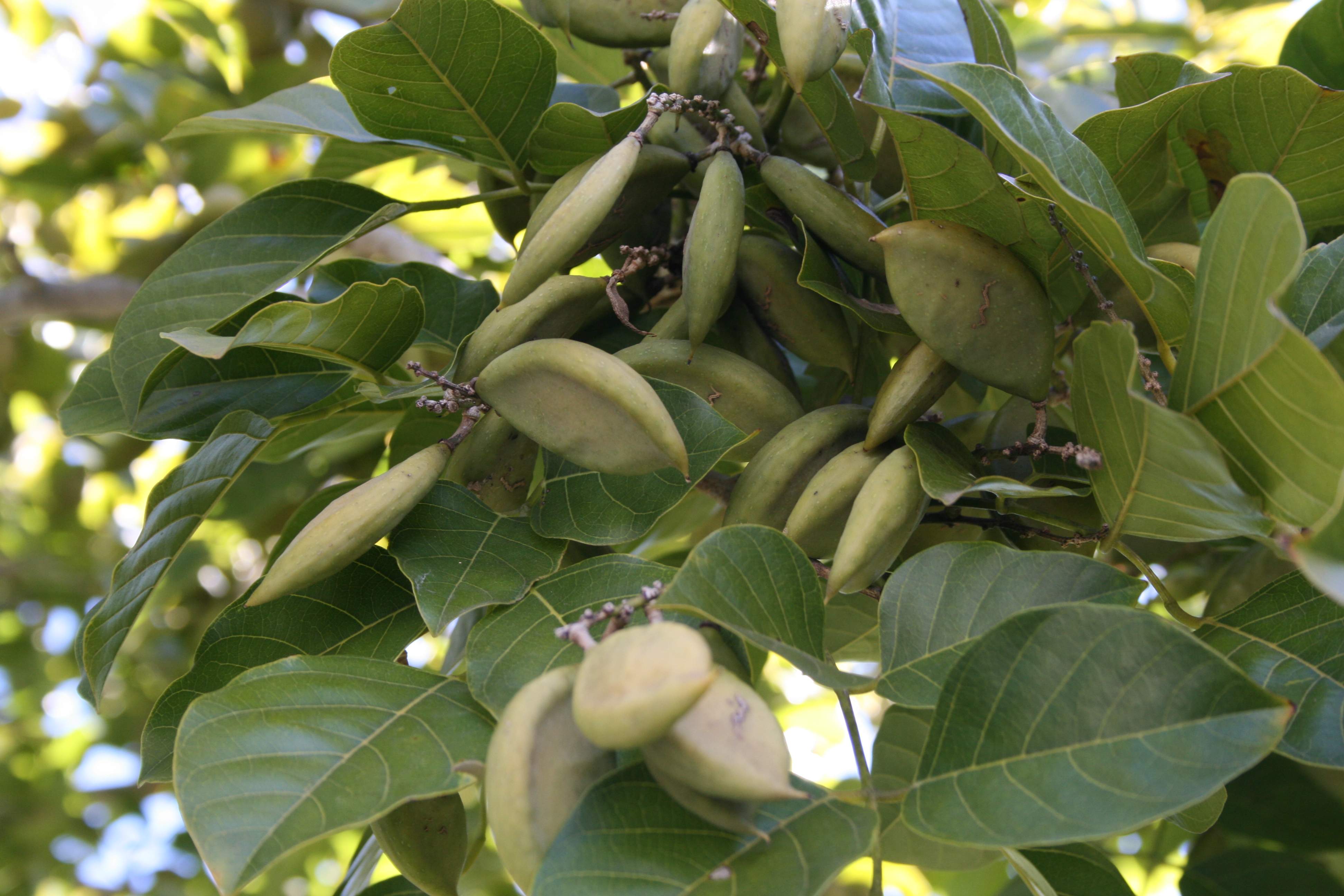 Pongamia_Pinnata_Seeds.jpg