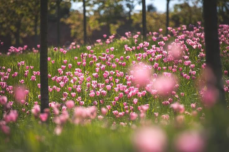 Pinkby036.jpg