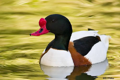 AZ_CommonShelduck10.jpg