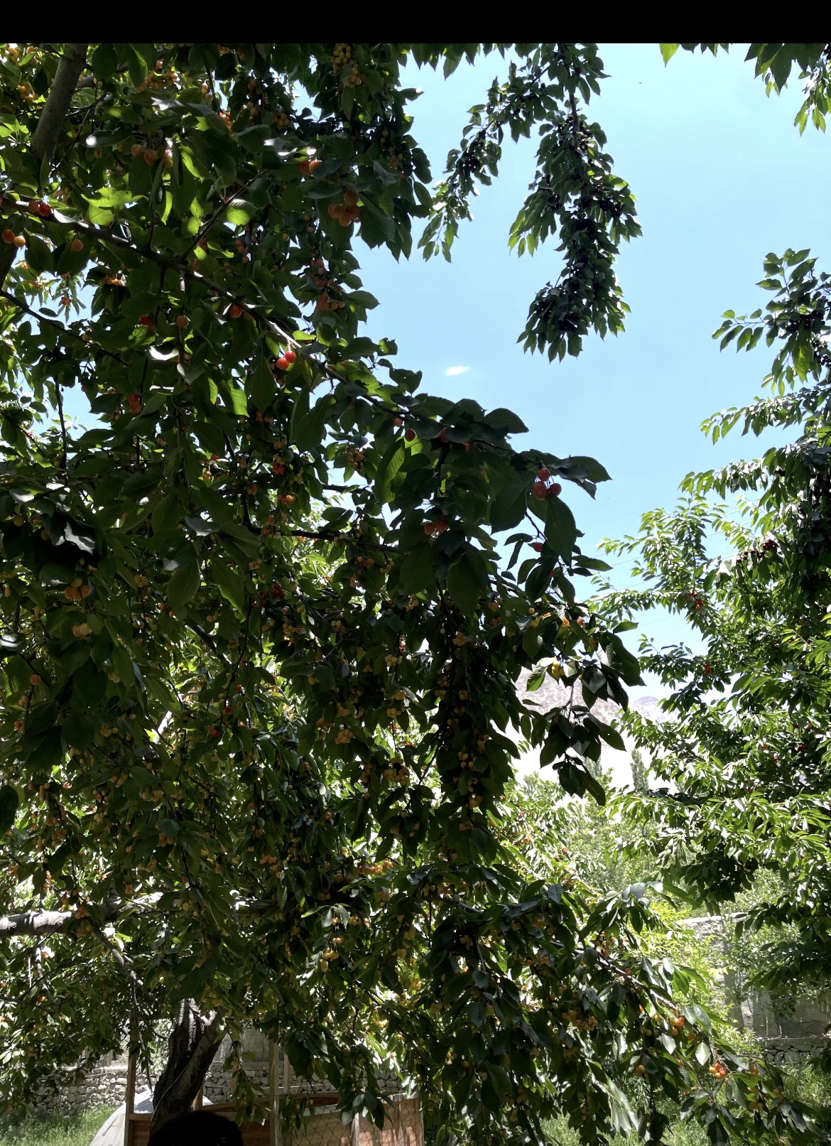 IMG-0922.jpg
