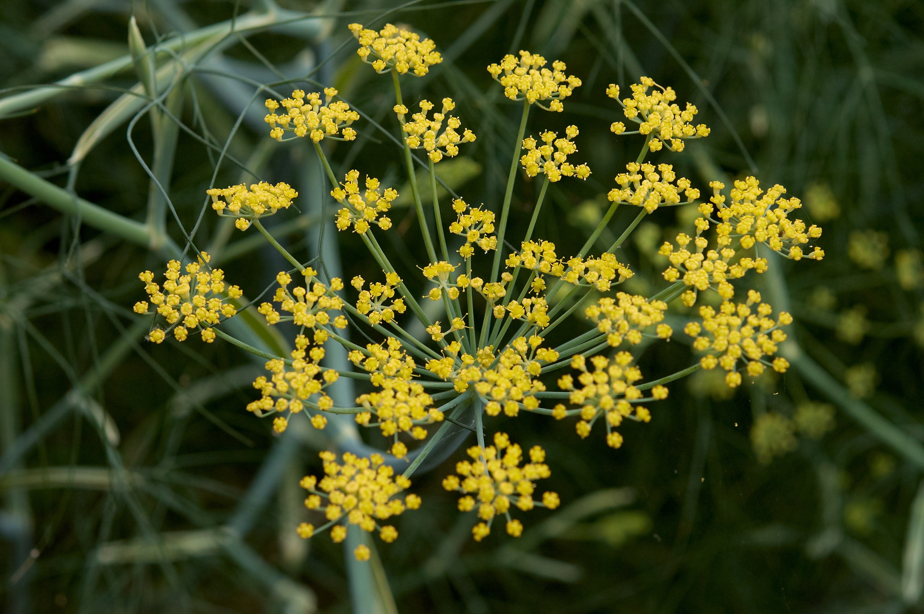 foeniculum_vulgare_c.jpg