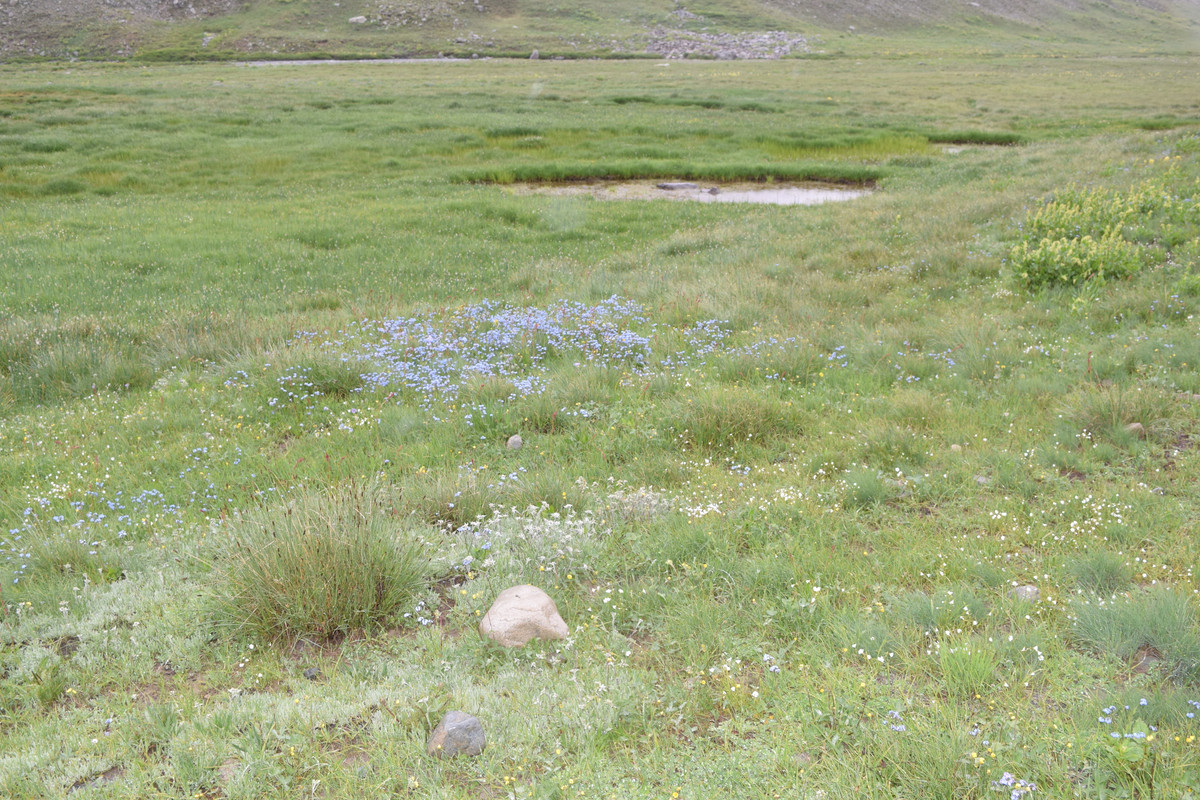 DSC-0713.jpg