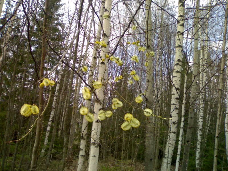 03052006314.jpg