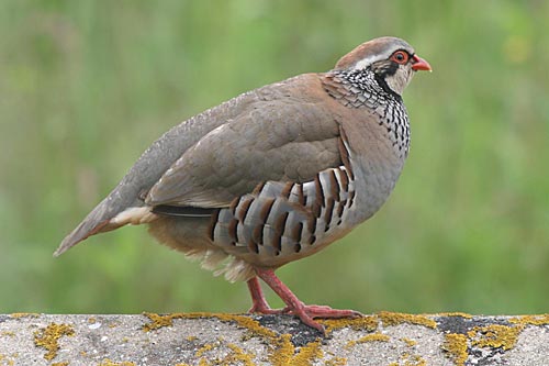 IvanT-Red-Leg-Partridge-2006.jpg