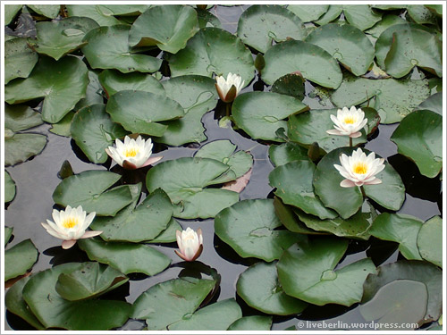 liveberlin-0039-water-lily.jpg