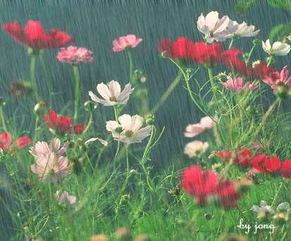 rain-refreshing.gif