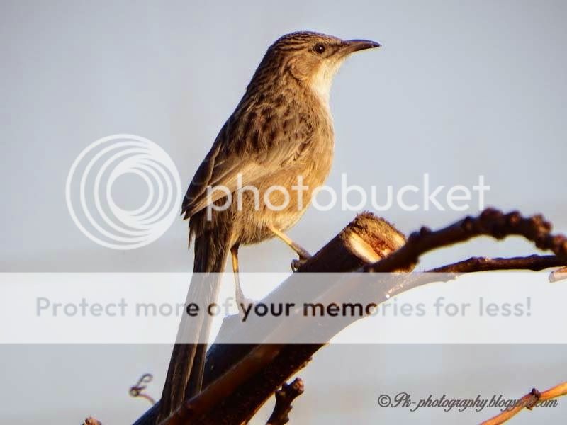 common-babbler-1.jpg