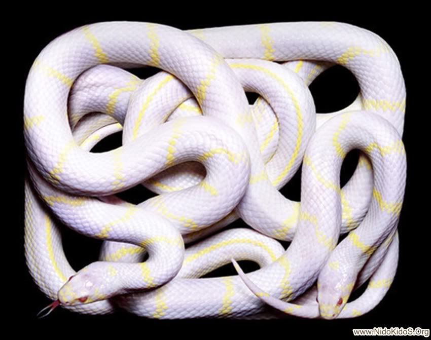 white-yellow-snake.jpg