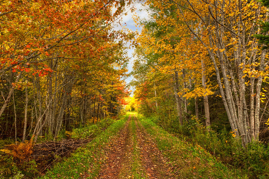 autumn-path-matt-dobson.jpg