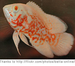 oscarfish4.jpg