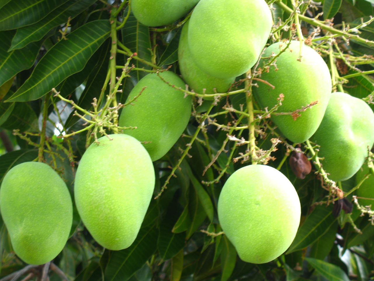 Mango_tree_(227084493).jpg