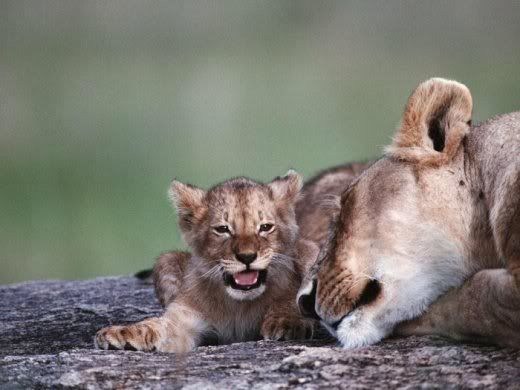 Animals_And_Their_Babies_11.jpg