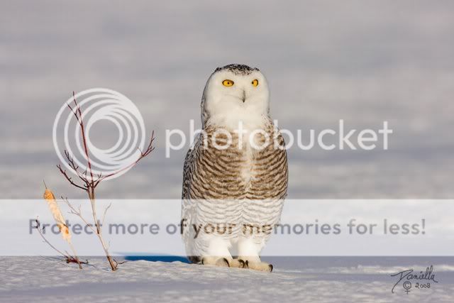 BeautifulSnowOwl18.jpg