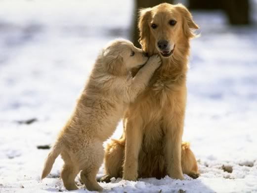 Animals_And_Their_Babies_5.jpg