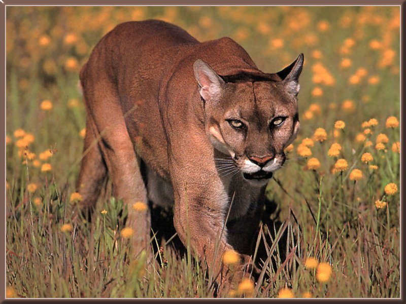 Cougar-07.jpg