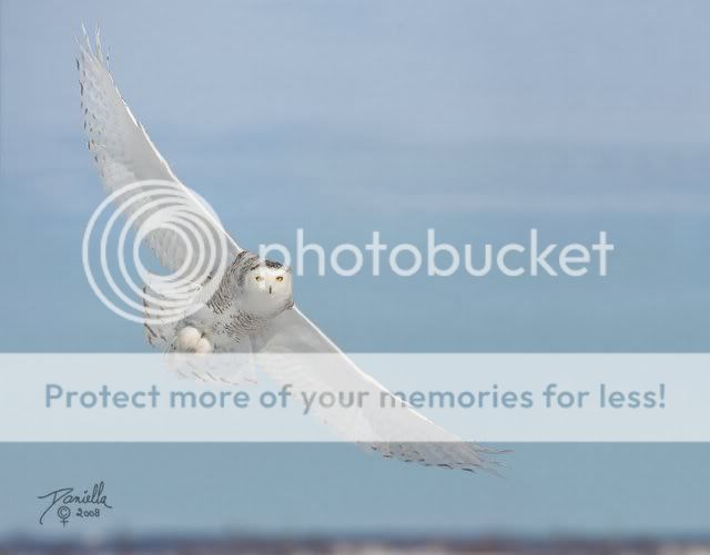 BeautifulSnowOwl6.jpg