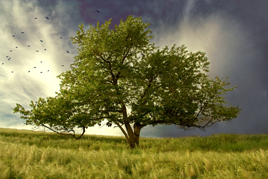 Tree_of_life_by_wtamas.jpg