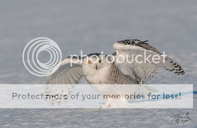BeautifulSnowOwl8.jpg