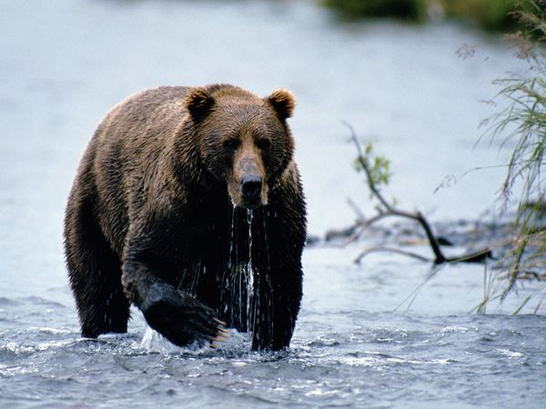 Brown-Bear-01.jpg