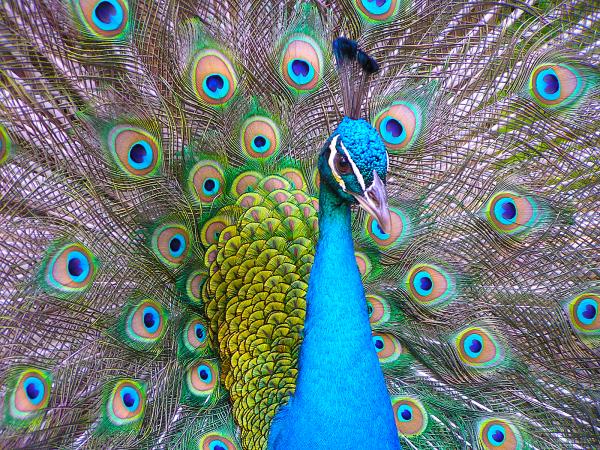 proud-as-a-peacock-mark-melnick1.jpg