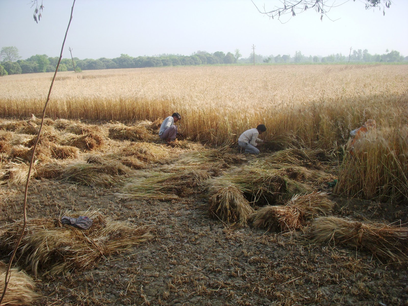 Wheat+crop+harvesting.JPG