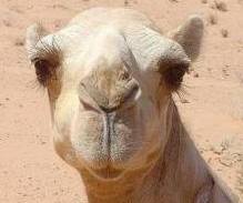 Camel.jpg