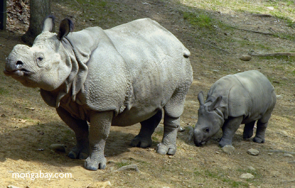 sumatra_rhino-mother_17.jpg