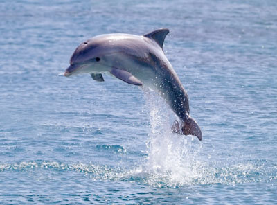 Dolphin-03.jpg