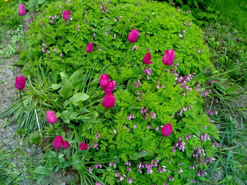 07062006827.jpg