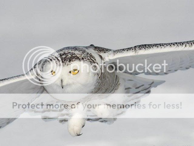 BeautifulSnowOwl22.jpg