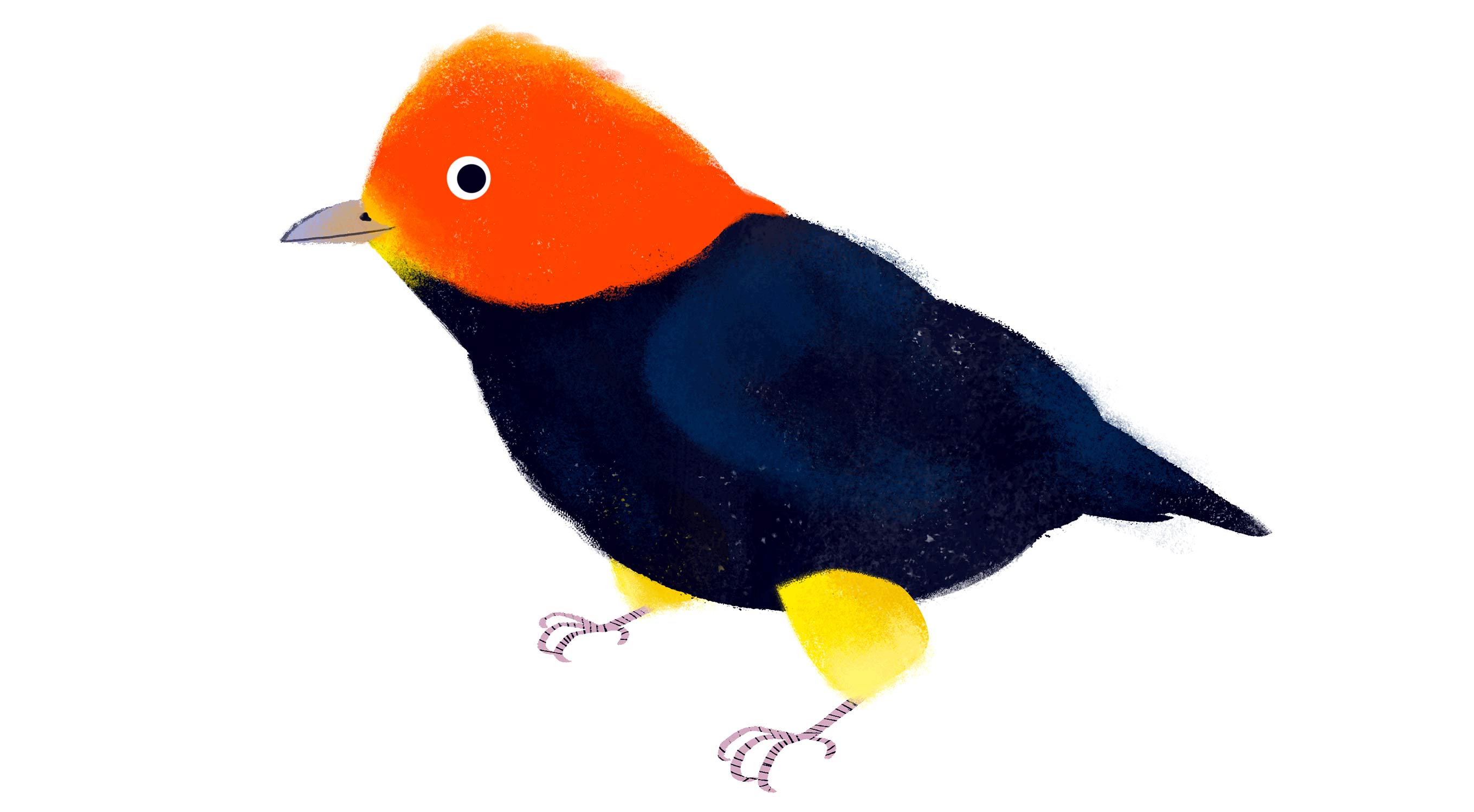 red-capped-manakin.jpg