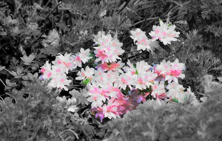 Pinkby135.jpg