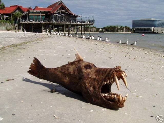 devil_fish_002.jpg