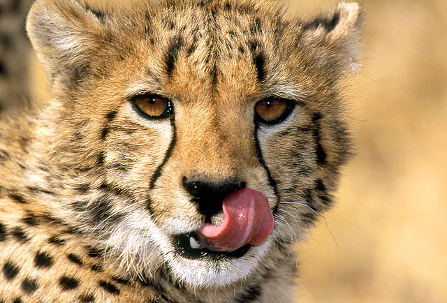 Cheetah4.jpg