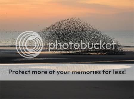 Amazing_Bird_Formations_02-7940431.jpg