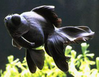black-moor-1.jpg