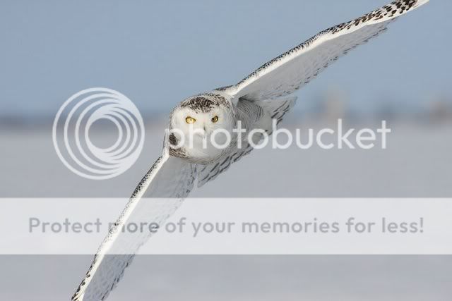 BeautifulSnowOwl9.jpg
