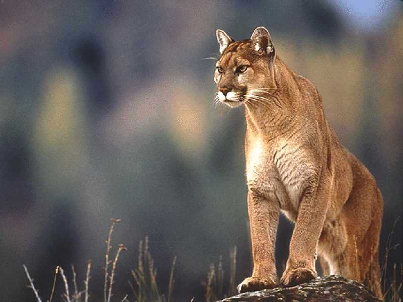 Cougar-03.jpg