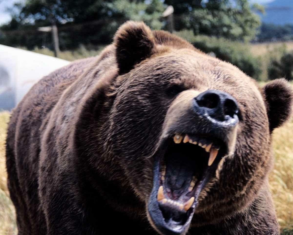 scary-bear.jpg