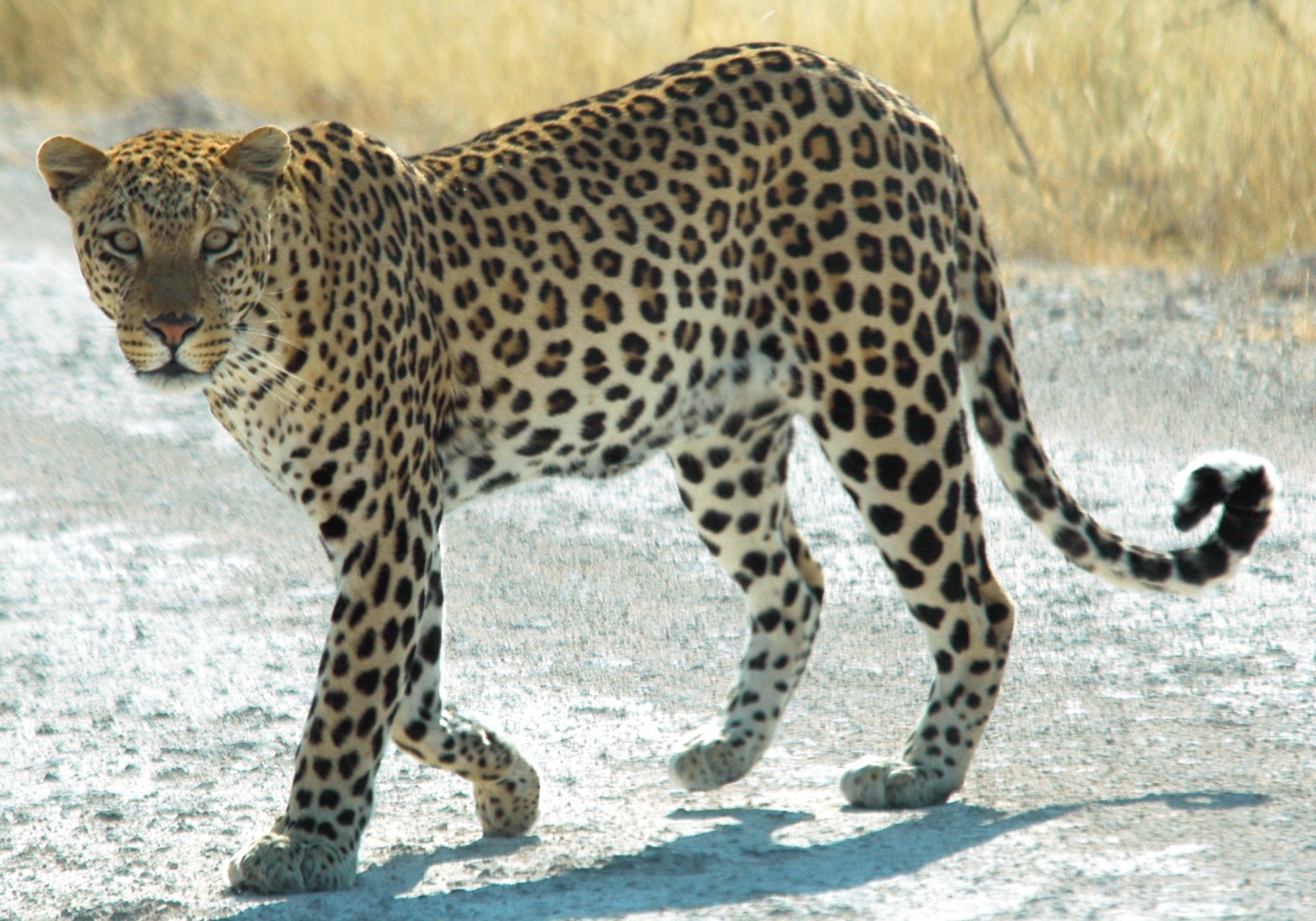 Namibie_Etosha_Leopard_01edit.jpg