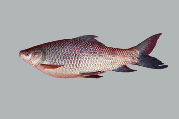 Fresh_Water_Fish_Rohu.jpg